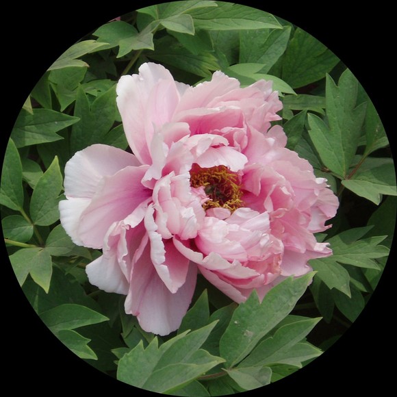 peony7288